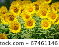sunflower	 67461146