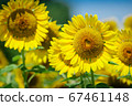 sunflower	 67461148