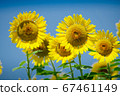 sunflower	 67461149