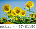 sunflower	 67461150