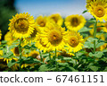 sunflower	 67461151