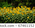 sunflower	 67461152