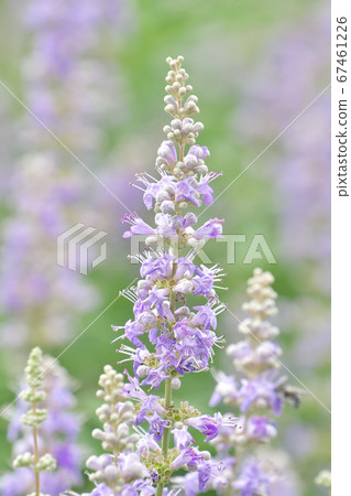 Ginseng bud flower up Ginseng bud flower up 67461226