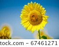 sunflower	 67461271