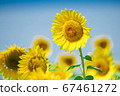 sunflower	 67461272