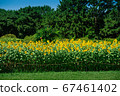 Sunflowers in green area park 67461402