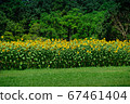 Sunflowers in green area park 67461404