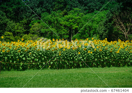 Sunflowers in green area park Sunflowers in green area park 67461404
