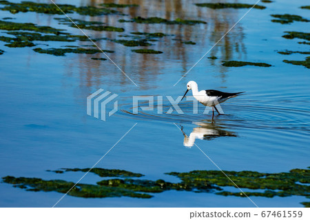 Greater Flamingos in Lagoon Fuente de Piedra, 67461559