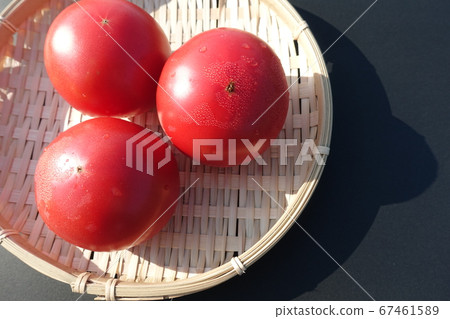 Tomato Tomato 67461589