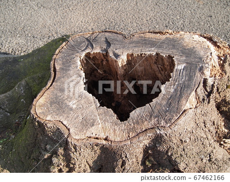 Hearts and stumps found in nature 67462166