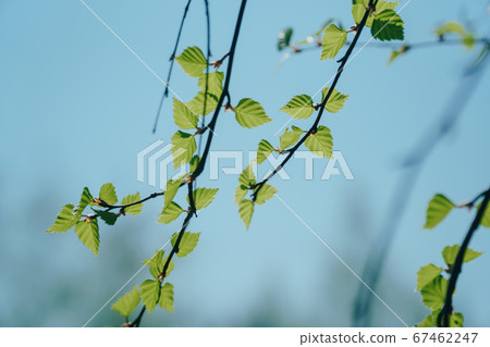 green leaves in summer in Sunny weather close up 67462247