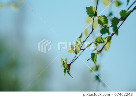 green leaves in summer in Sunny weather close up 67462248