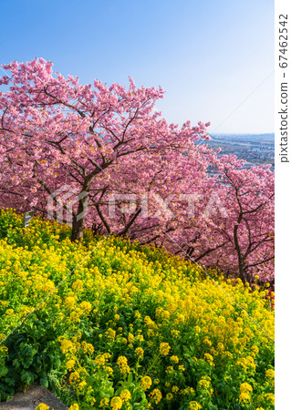 《神奈川縣》春天，河津櫻花和油菜花 67462542