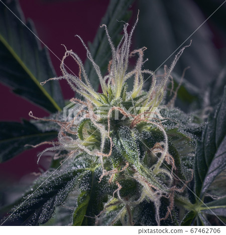 Macro of cannabis flowers and leaves on a dark background Macro of cannabis flowers and leaves on a dark background 67462706
