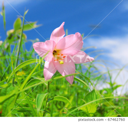 A rare flower unique to Japan, Himesayuri (Otomeyuri) 67462760