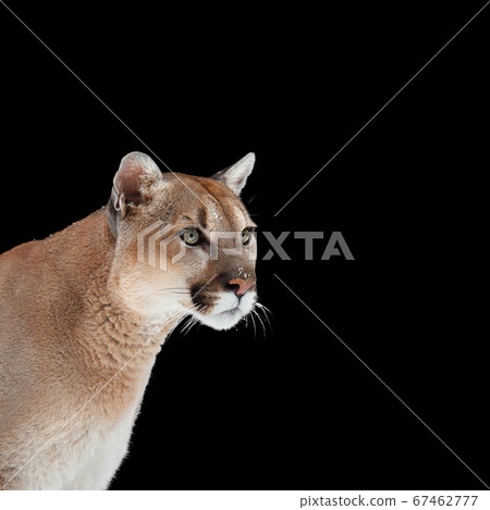 Puma Cougar Isolated On Black Background 照片素材 圖片 圖庫 Puma Cougar Isolated On Black Background 照片素材 圖片 圖庫