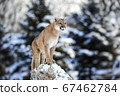 Portrait of a cougar, mountain lion, puma, panther, striking a pose, Winter scene in the woods, wildlife America 67462784