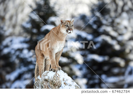 Portrait of a cougar, mountain lion, puma, panther, striking a pose, Winter scene in the woods, wildlife America Portrait of a cougar, mountain lion, puma, panther, striking a pose, Winter scene in the woods, wildlife America 67462784
