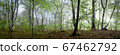Beautiful morning scene in the forest, wood panorama 67462792