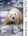 polar bear in the ice 67462793