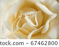 rose flower 67462800