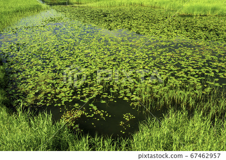 Lake Nakatsuna, a group of sheep grass 67462957