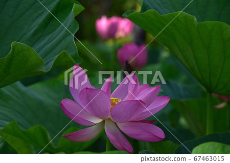 Lotus flower Lotus flower 67463015