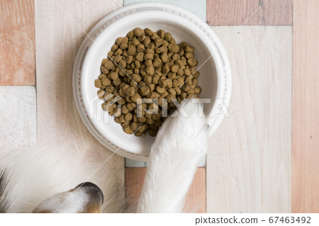 狗糧寵物糧圖片狗糧和狗手 67463492