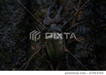 Miyamakuwagata Miyamakuwagata 67463564