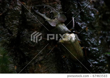 高砂深山鍬形蟲 高砂深山鍬形蟲 67463583