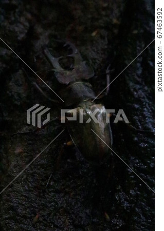 Miyamakuwagata 67463592