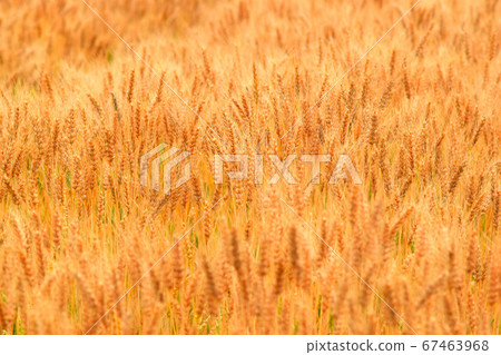 Wheat field 67463968