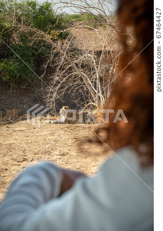 Rear view of ginger woman over car during safari Rear view of ginger woman over car during safari 67464427