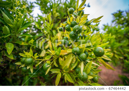 Closeup view of small oranges in the tree Closeup view of small oranges in the tree 67464442