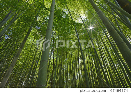 ≪Light that shines into a beautiful bamboo grove≫ Bamboo bamboo grove ≪Light that shines into a beautiful bamboo grove≫ Bamboo bamboo grove 67464574