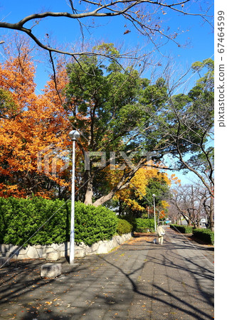Todoroki Ryokuchi Hometown Forest Autumn Foliage Kawasaki City, Kanagawa Prefecture Todoroki Ryokuchi Hometown Forest Autumn Foliage Kawasaki City, Kanagawa Prefecture 67464599