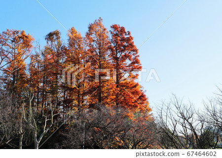 神奈川縣川崎市渡戶六棱故鄉森林秋天的落葉 67464602