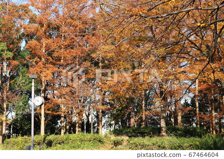 神奈川縣川崎市渡戶六棱故鄉森林秋天的落葉 67464604