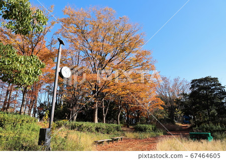 神奈川縣川崎市渡戶六棱故鄉森林秋天的落葉 67464605