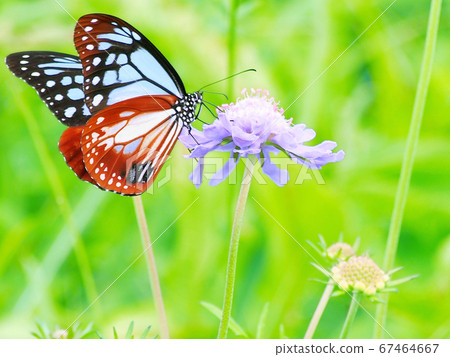 朝日馬達拉（Asagi Madara），帶有雄性斑駁翅膀的蝴蝶 67464667