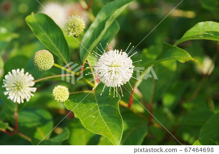 絨球，圓形的白色花朵，山谷中的樹木 67464698