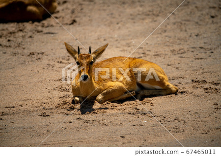 Young male reedbuck lies on sandy riverbank 67465011