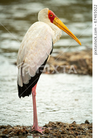 Yellow-billed stork stands in profile by shallows Yellow-billed stork stands in profile by shallows 67465022