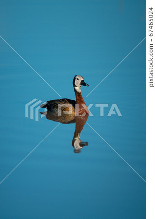 White-faced whistling-duck swims in pond with White-faced whistling-duck swims in pond with 67465024