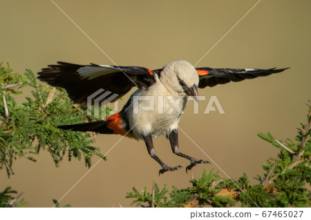 White-headed buffalo weaver jumping between thorn White-headed buffalo weaver jumping between thorn 67465027