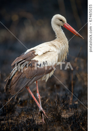 White stork crosses burnt grass lifting foot 67465035
