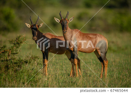 Two male topi stand side-by-side on savannah 67465044
