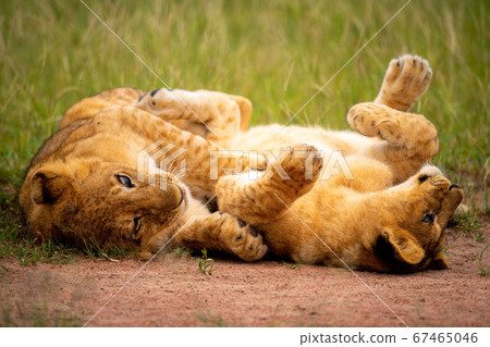 Two lion cubs play fighting on grass Two lion cubs play fighting on grass 67465046