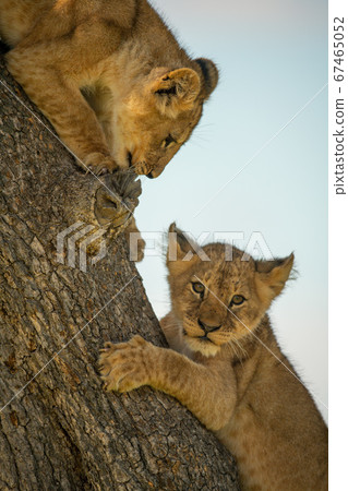 Two lion cubs lie on tree trunk Two lion cubs lie on tree trunk 67465052